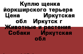 Куплю щенка йоркширского терьера › Цена ­ 6 000 - Иркутская обл., Иркутск г. Животные и растения » Собаки   . Иркутская обл.